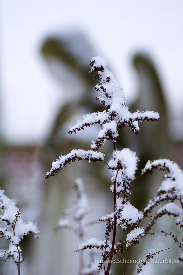 2015 01 24 etwas Schnee