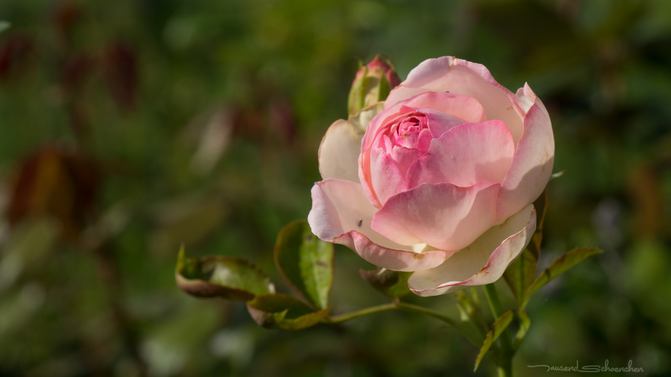 Septemberrose