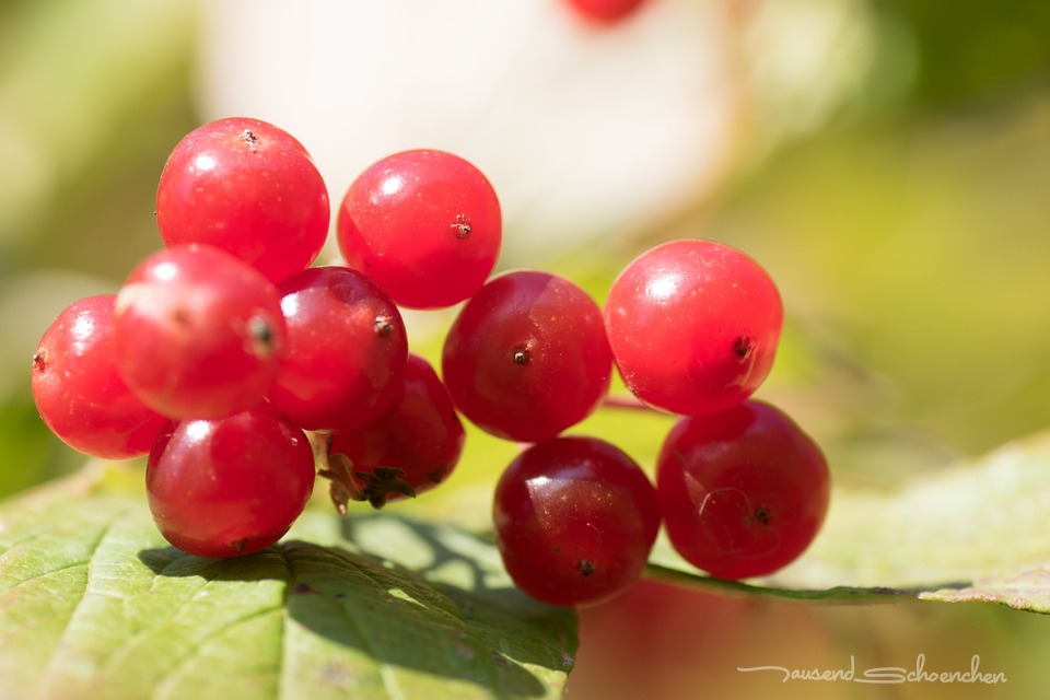 Herbst