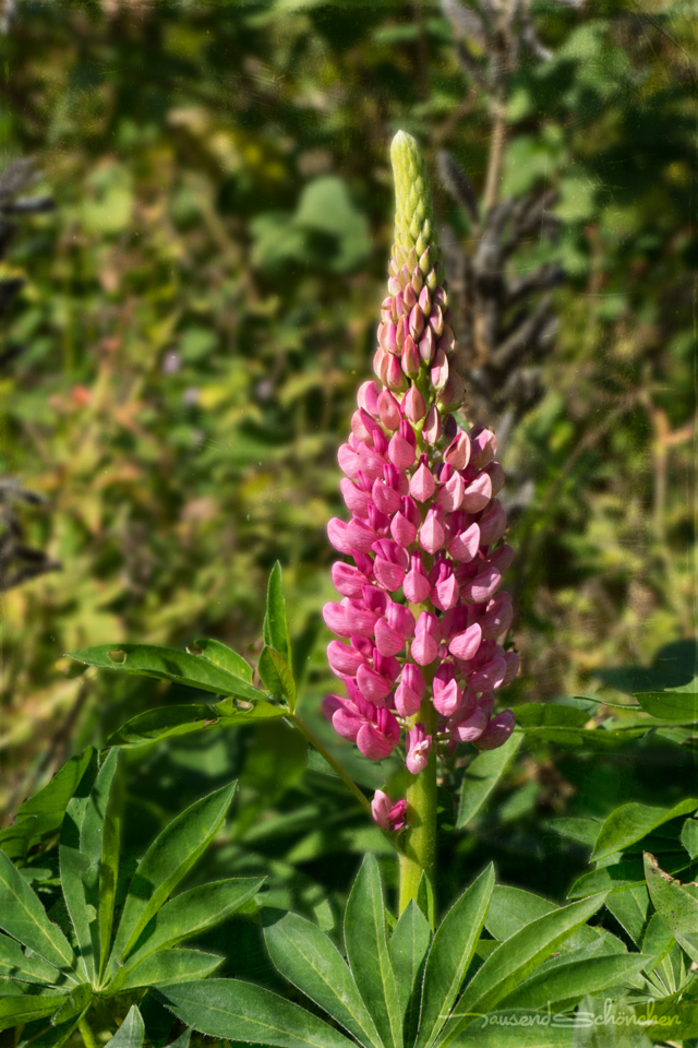 Lupine blüht im Oktober