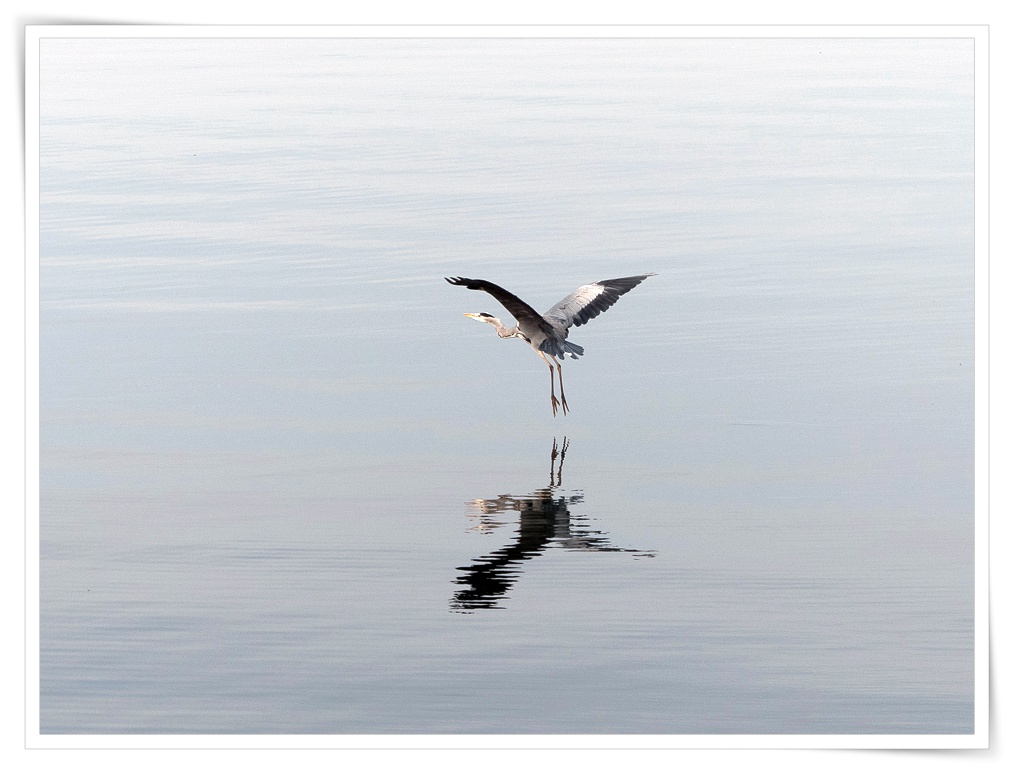 Graureiher am Zuger See
