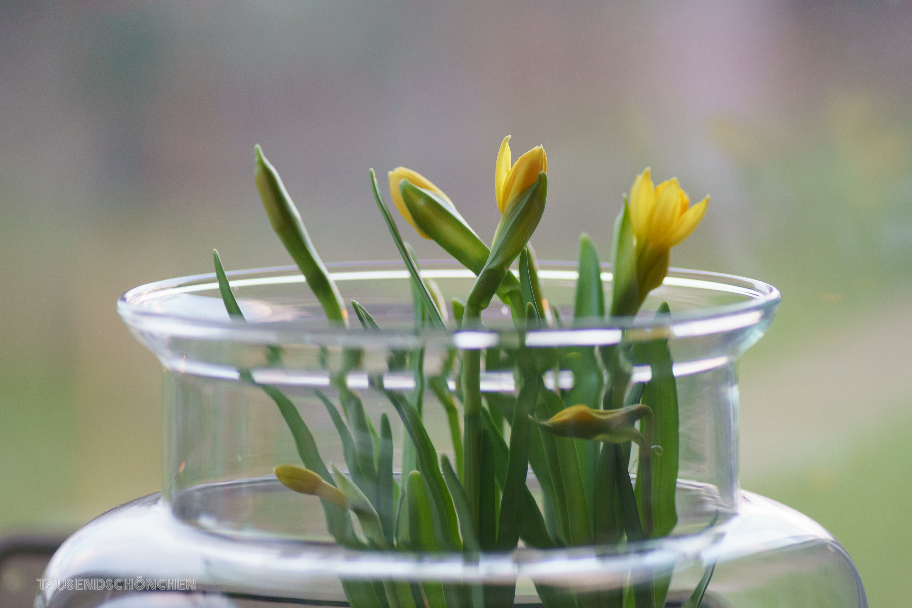 Frühling im Glas