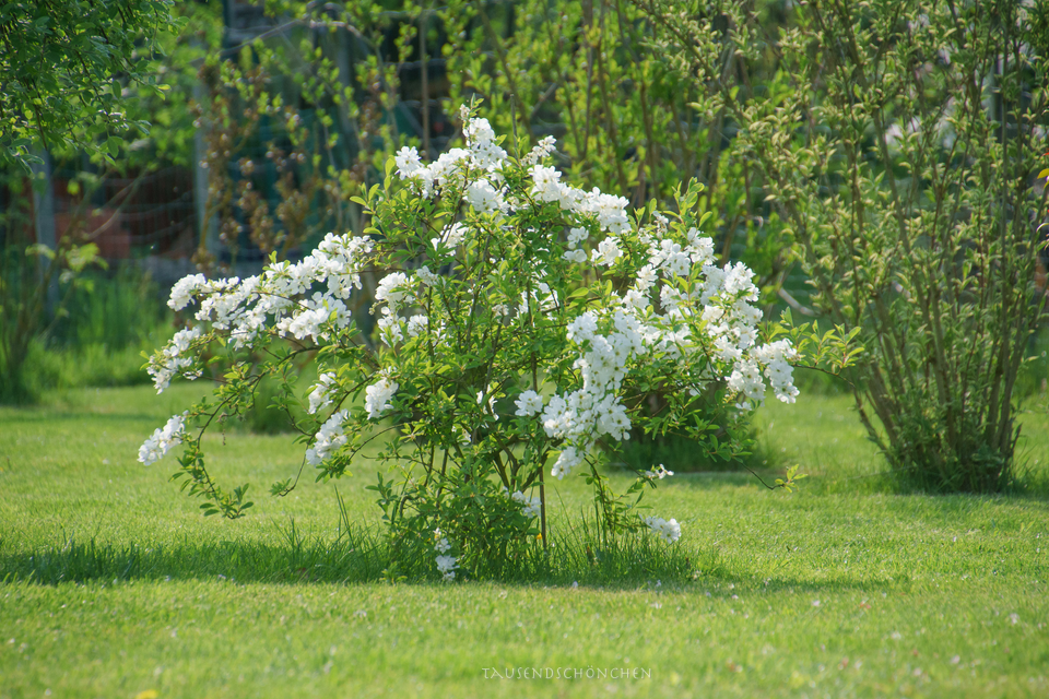 Busch mit Blüten