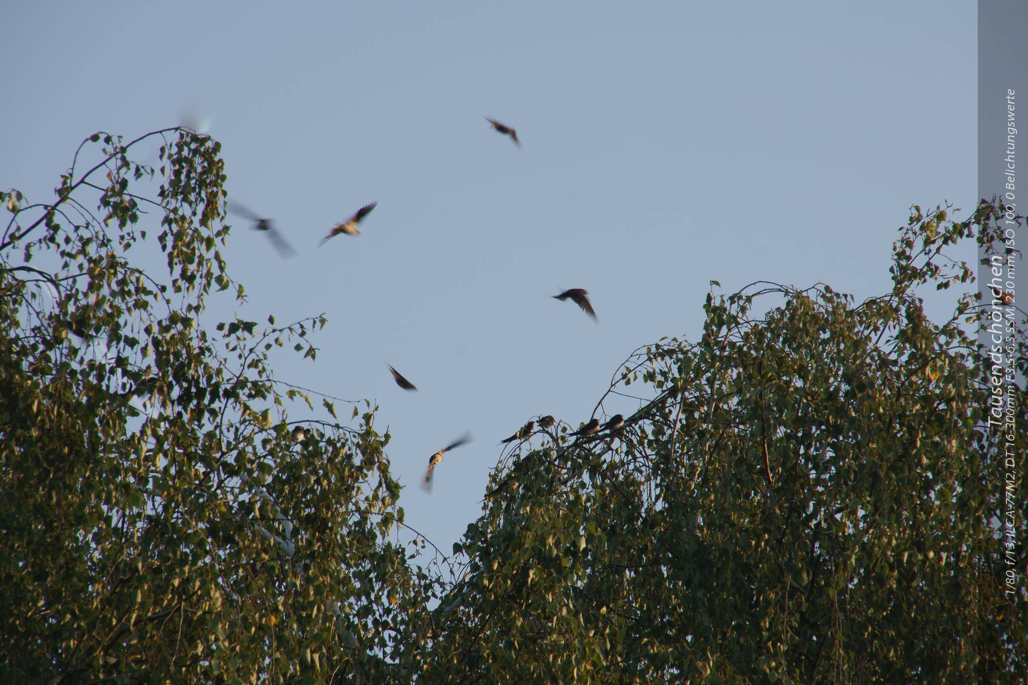 Die Schwalben sammeln sich