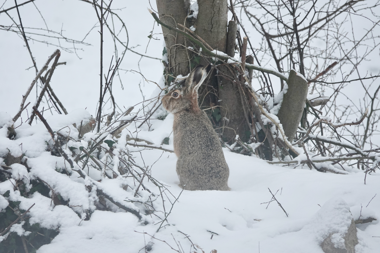Hase im verschneiten Knick